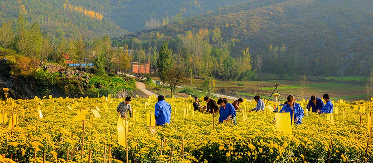 1573893619224504.jpg 贡菊种植基地1200.jpg